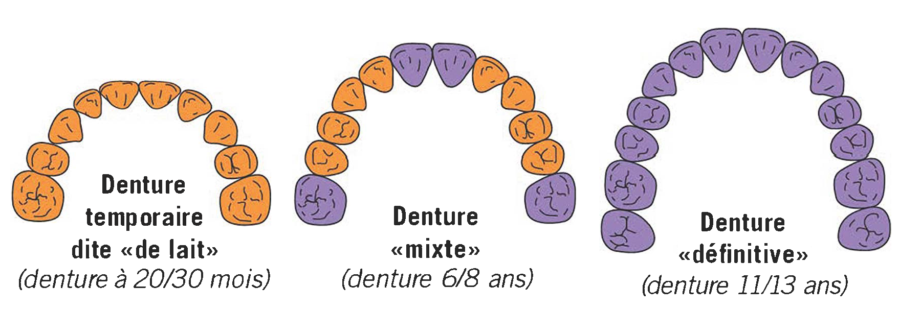 Sont Souvent Sur Les Dents 11 Lettres Anatomie de la dent, nom et fonction des dents, éruption des dents… les
