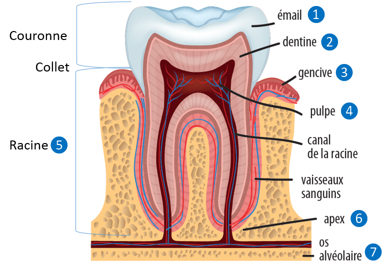 Anatomie de la dent, nom et fonction des dents, éruption des dents ...