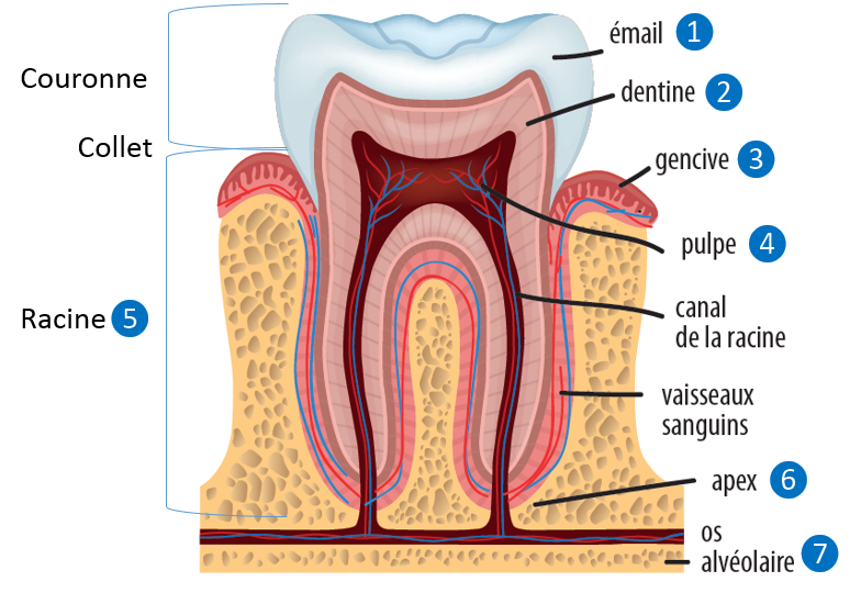 Anatomie de la dent, nom et fonction des dents, Ã©ruption des dents ...